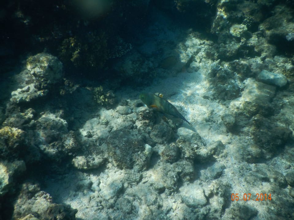 Plaża Arabia Azur Resort