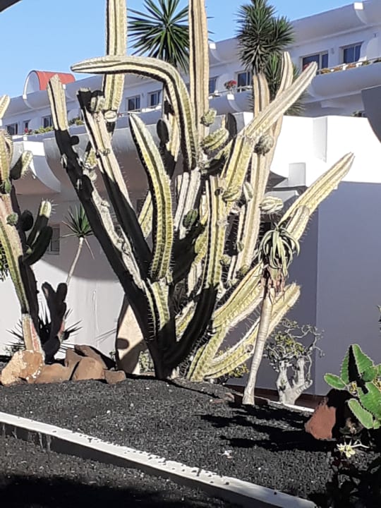 Gartenanlage allsun App.-Hotel Barlovento