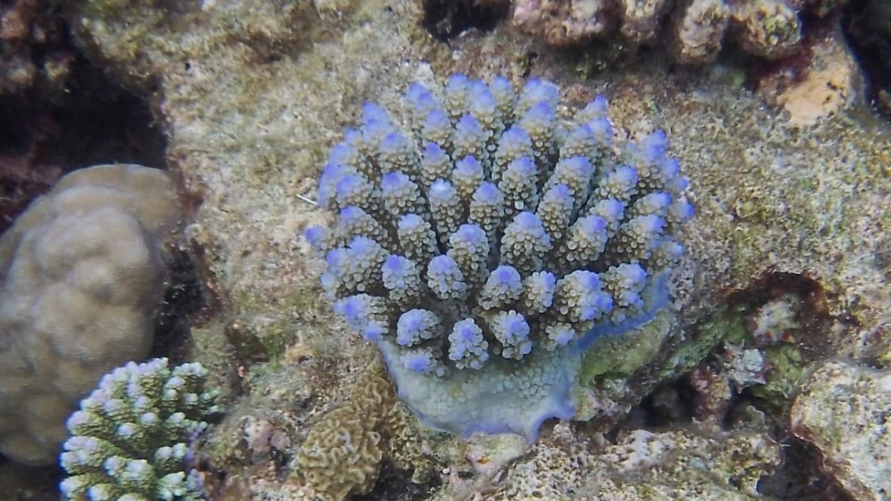 Hausriff Eri Maldives