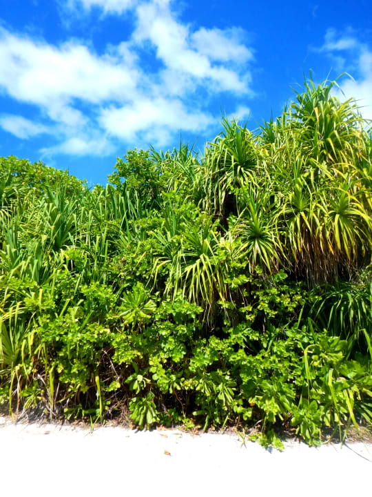 Strand Hondaafushi Island Resort