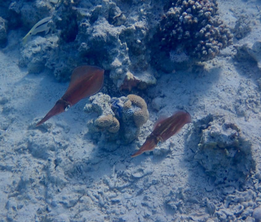 Strand Hotel Sheraton Soma Bay Resort