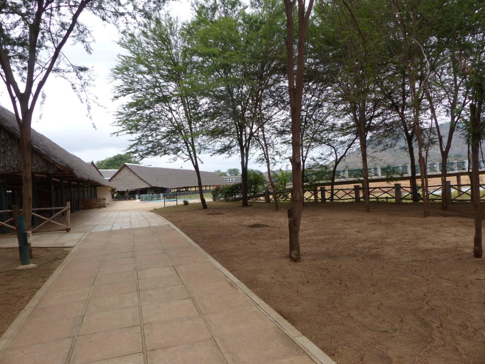 Acacia Richtung Bar und Restaurant Voi Wildlife Lodge