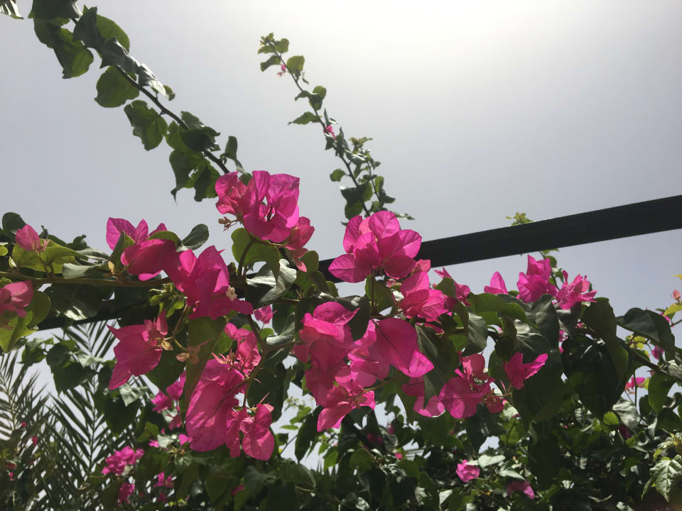 Gartenanlage Hurghada Long Beach Resort