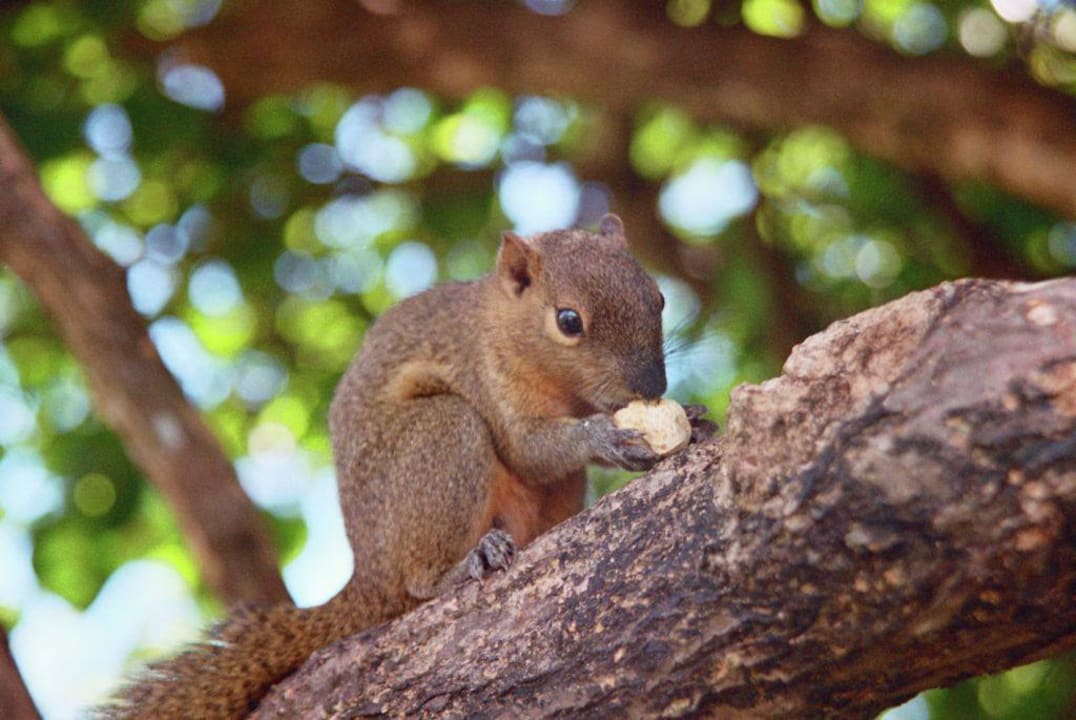 Freude über Baumhörnchen im Hotelgarten The Laguna A Luxury Collection Resort & Spa