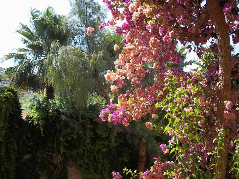 Blumen und Bäume Club Dizalya