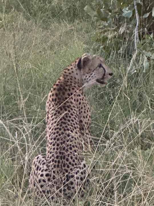 Sport & Freizeit Hotel Tintswalo Safari Lodge