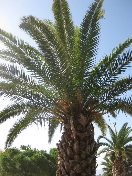 Palmen im Garten Hotel Ephesia