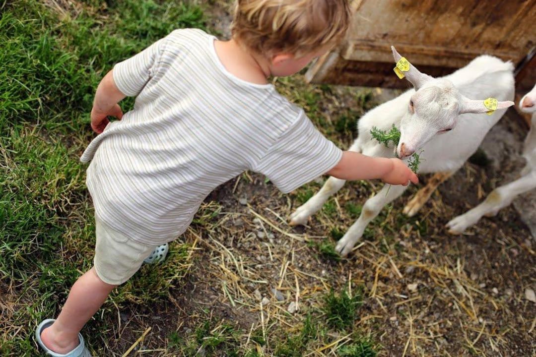 Kid´s & Ziegen Farm Resort Geislerhof