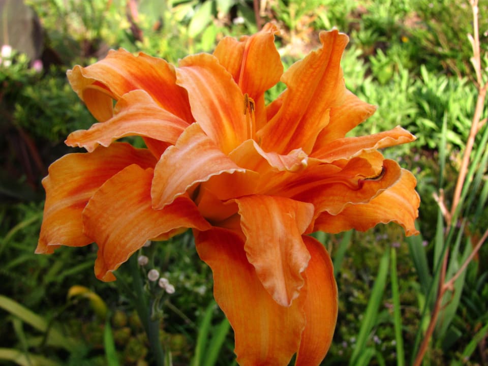 Lilie Hotel Quinta Splendida Wellness & Botanical Garden