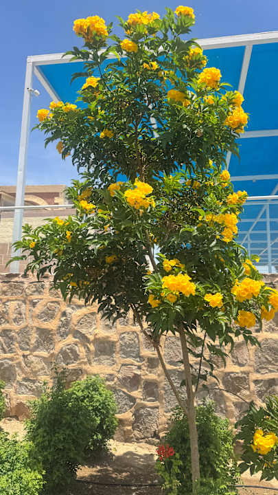 Gartenanlage Pickalbatros Villaggio Resort - Portofino