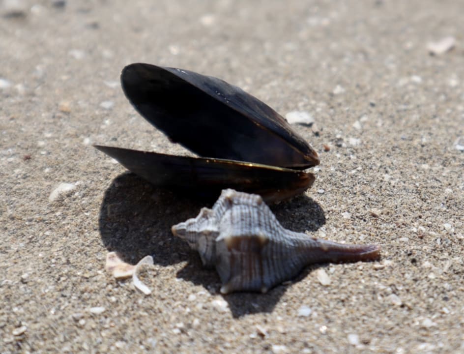 Strand Hotel San Giorgio