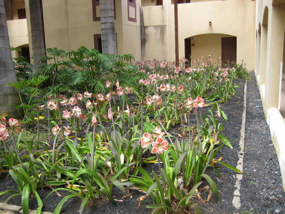 Innenhof La Palma Princess