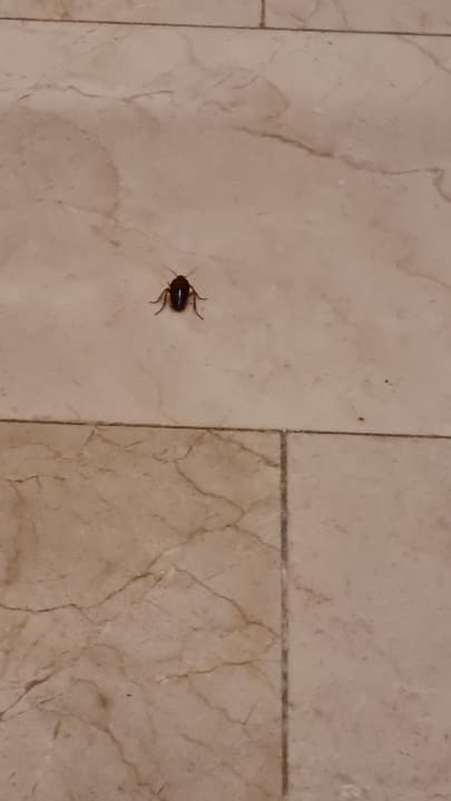 Zimmer Impressive Premium Punta Cana