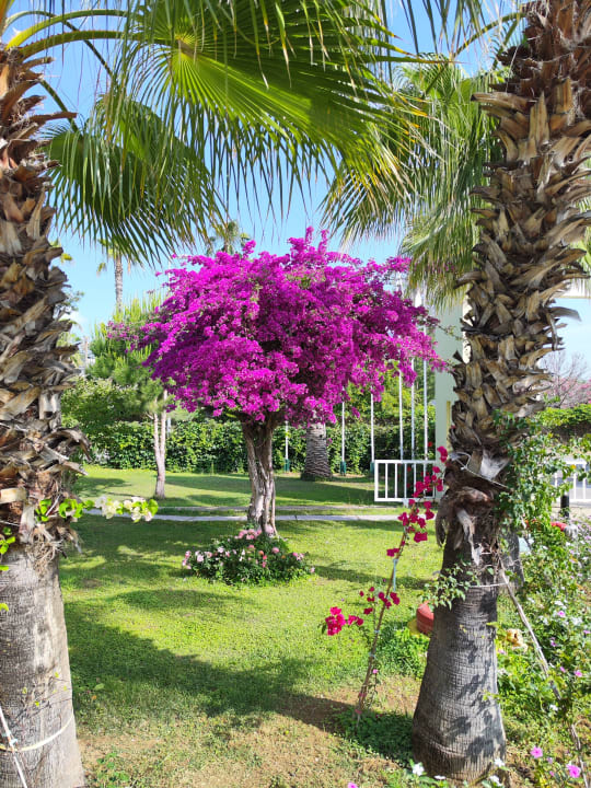 Gartenanlage Asteria Collection Side