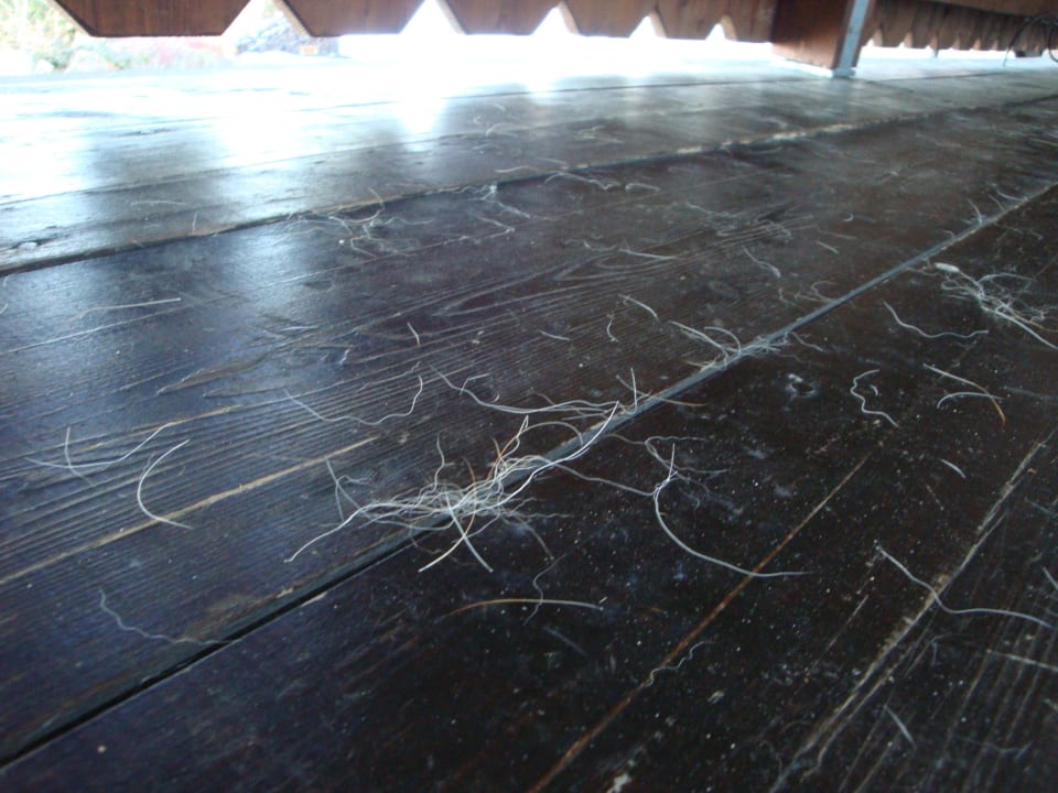 Eklige Hundehaare auf unserem Balkon! Hotel Seiseralm & Hof