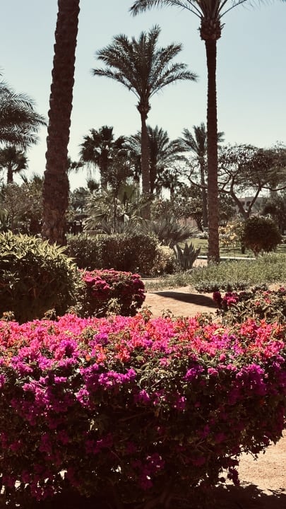 Gartenanlage Steigenberger ALDAU Beach Hotel