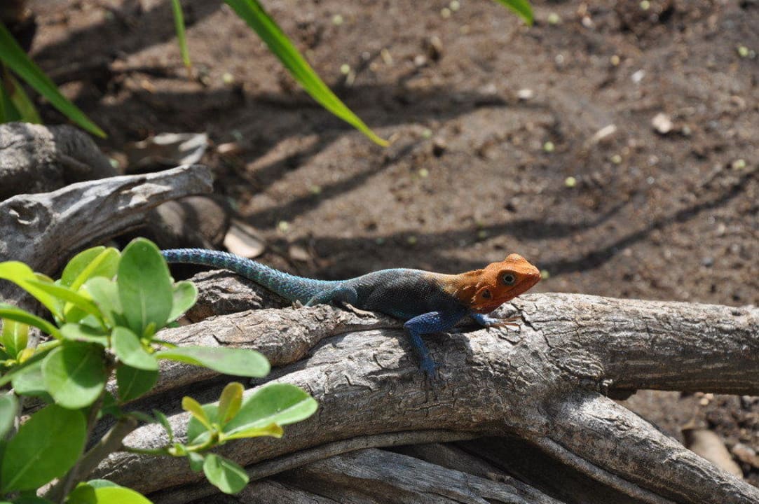 Jaszczurka Hotel Southern Palms Beach Resort