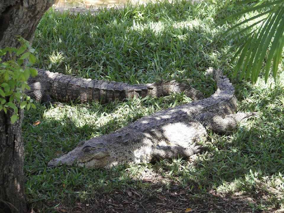 Krokodile Grand Palladium Kantenah Resort & Spa