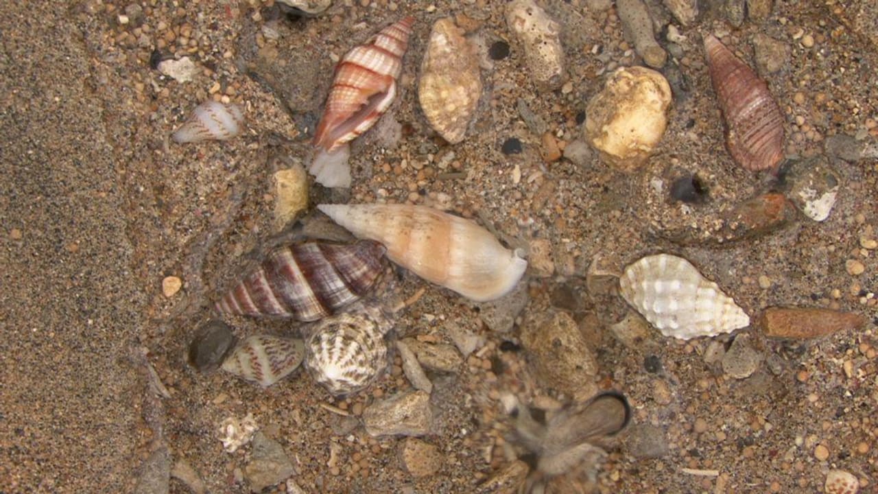 Muschelwelt Puri Santrian