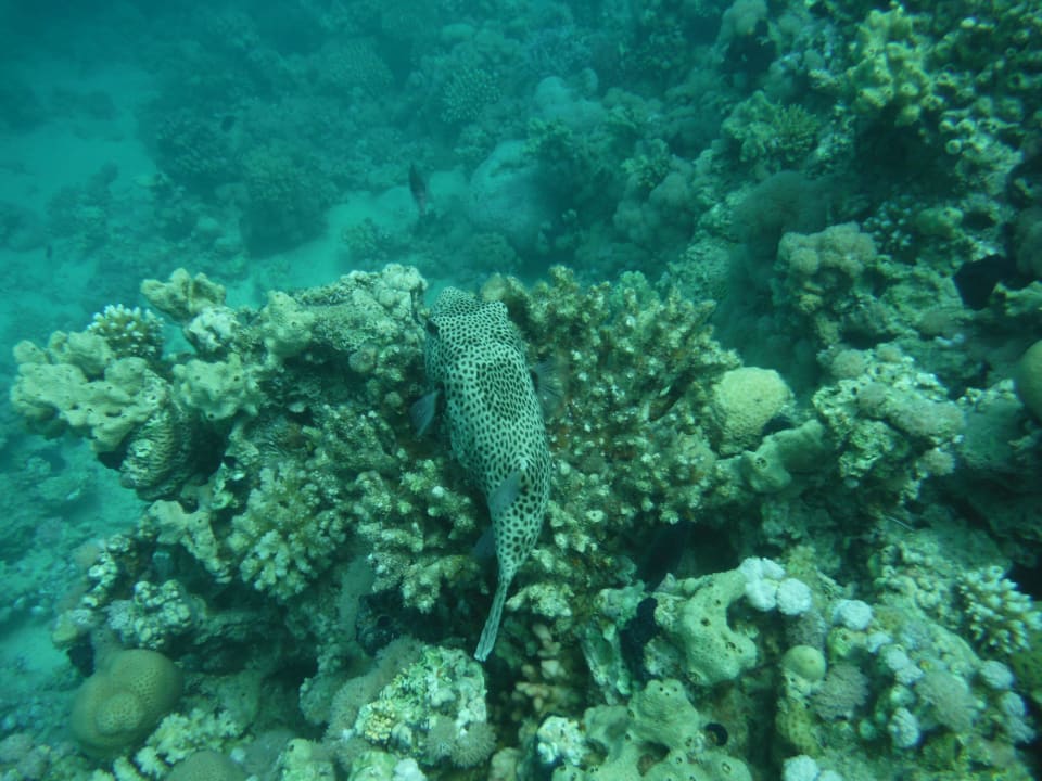 Hausriff Cleopatra Luxury Resort Makadi Bay