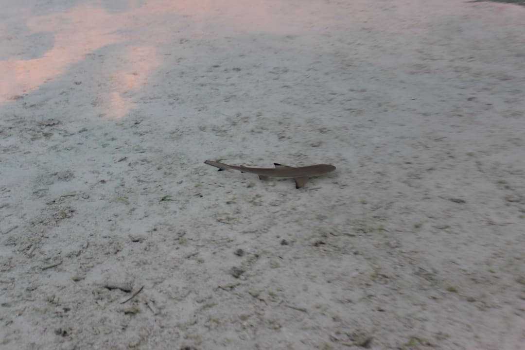 Immer wieder zu sehen, aber sie sind harmlos Meeru Maldives Resort Island