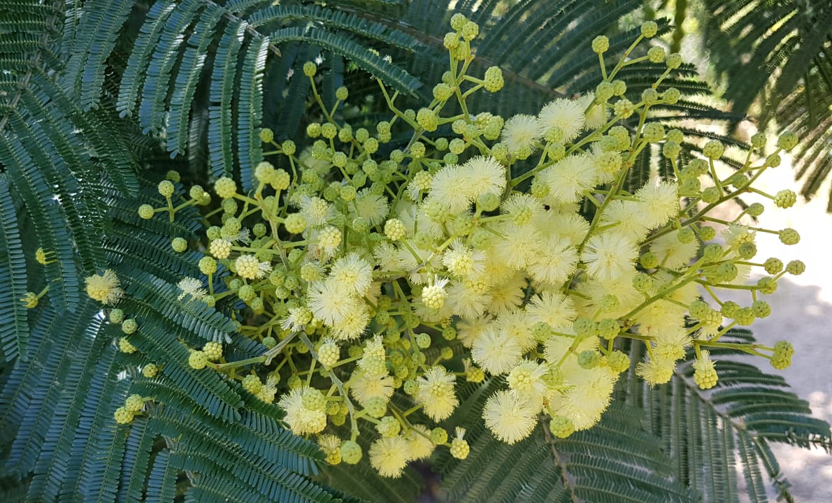 Gartenanlage Grande Baia Resort & Spa