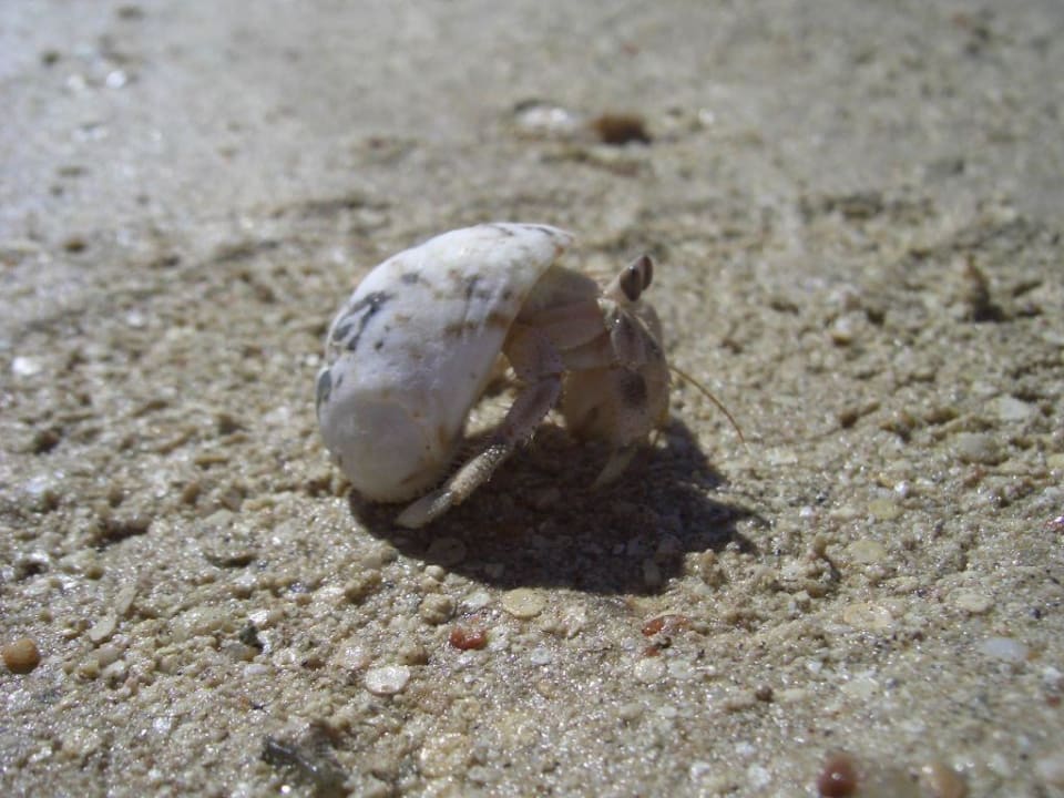 Krebs TUI MAGIC LIFE Redsina Sharm El Sheikh