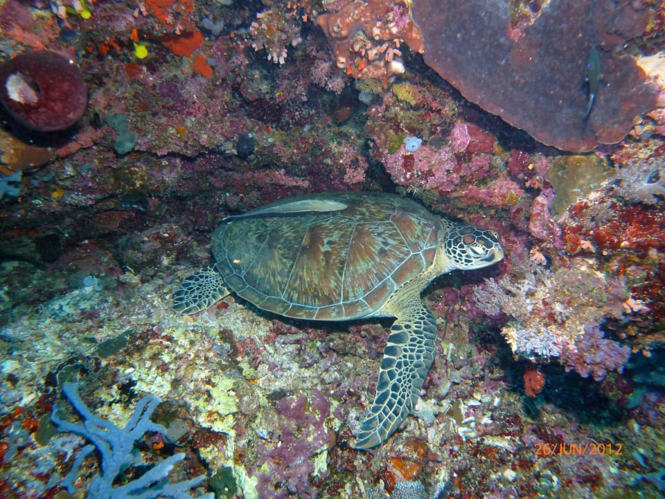 Eine tolle Schildkröten bei einem Tauchgang Bunaken Island Resort