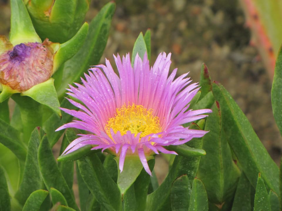 Mittagsblume Ocean House Swakopmund