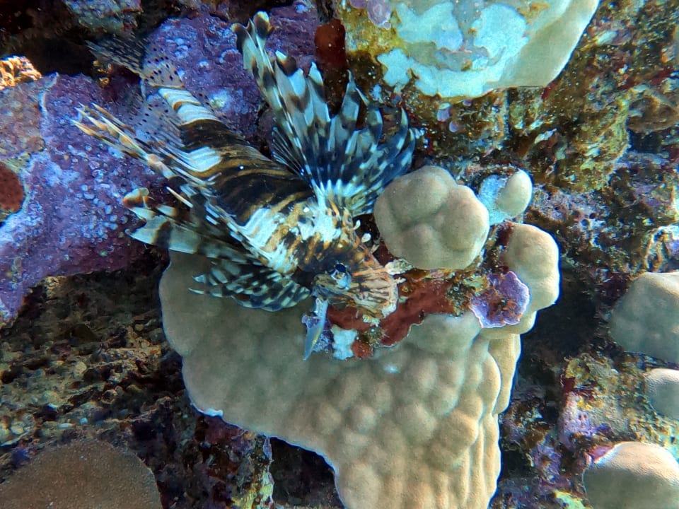 Strand Jaz Makadi Blue - TUI BLUE Makadi - Adults Friendly 16 Years Plus