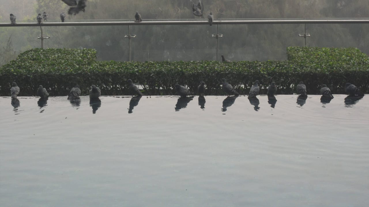 Mit Tauben The Leela Ambience Convention Hotel Delhi