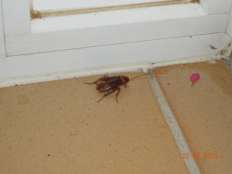 Kleine Insekten allsun App.-Hotel Albatros