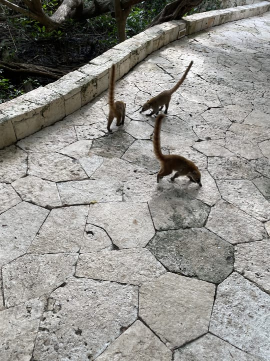 Gartenanlage Catalonia Royal Tulum Beach & Spa Resort - Adults only