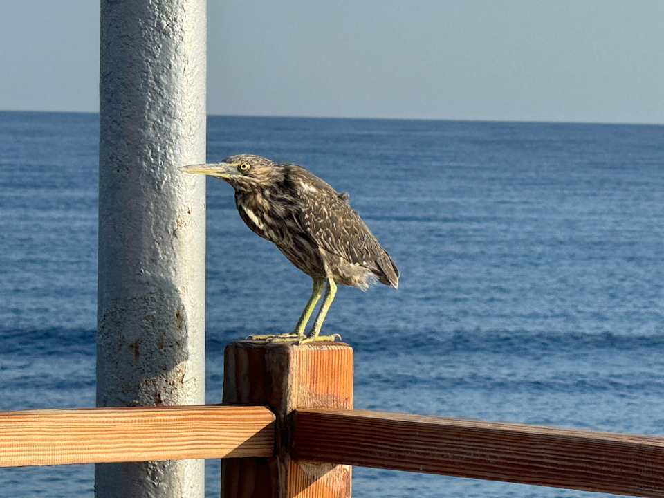 Strand Malikia Resort Abu Dabbab