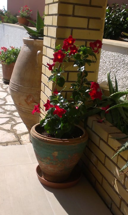 Blumentopf Elea Beach Hotel