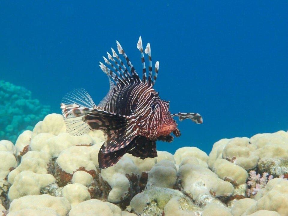 Rotfeuerfisch Malikia Resort Abu Dabbab