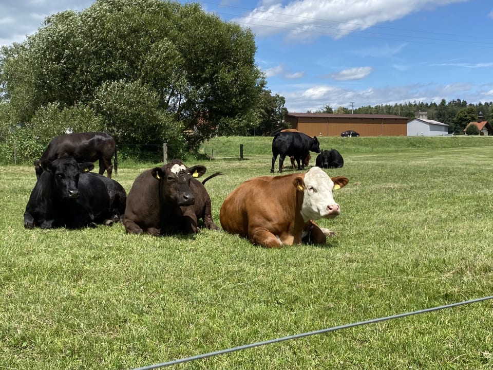 Sonstiges Urlaub am Regen - Ferienhof Dirnberger