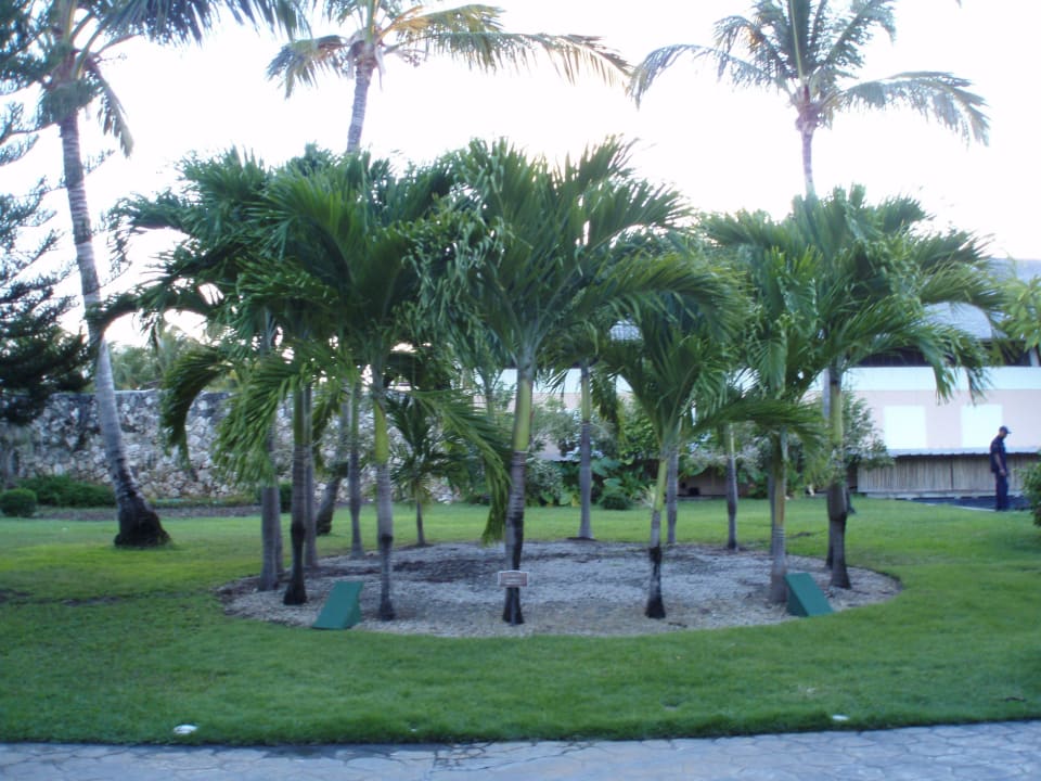 Ogród Catalonia Royal Bavaro - Adults only