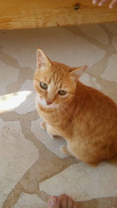 Hotelkatze  Hotel Three Corners Ocean View prestige - Adults only