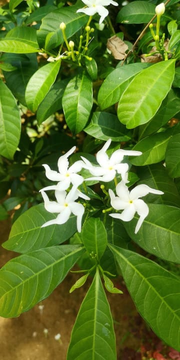 Gartenanlage Lagoon Attitude - Adults only