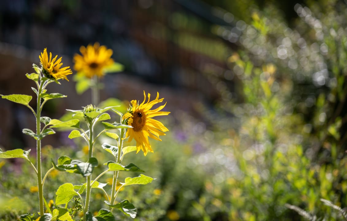 Gartenanlage Panoramahotel Gürtl