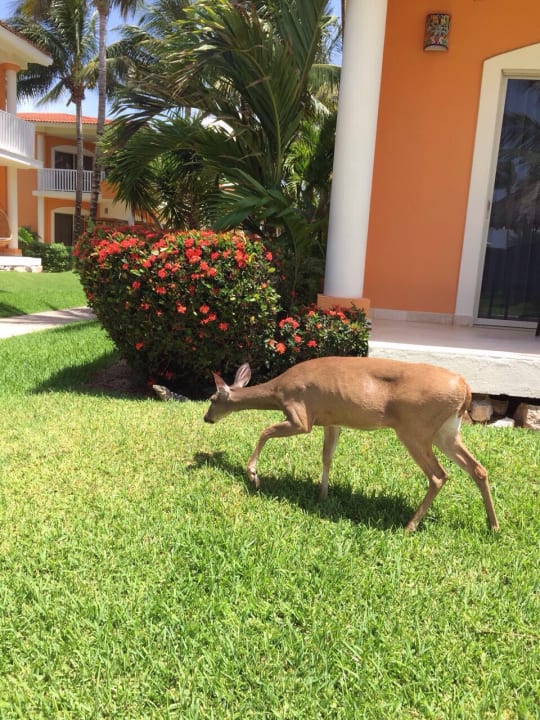 Gartenanlage H10 Ocean Maya Royale - Adults only