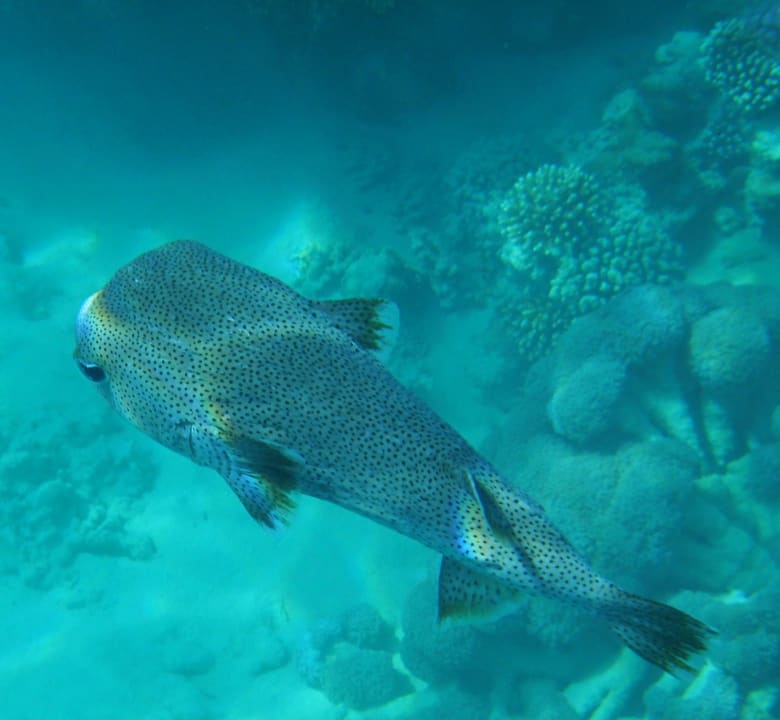 Sport & Freizeit Grand Makadi