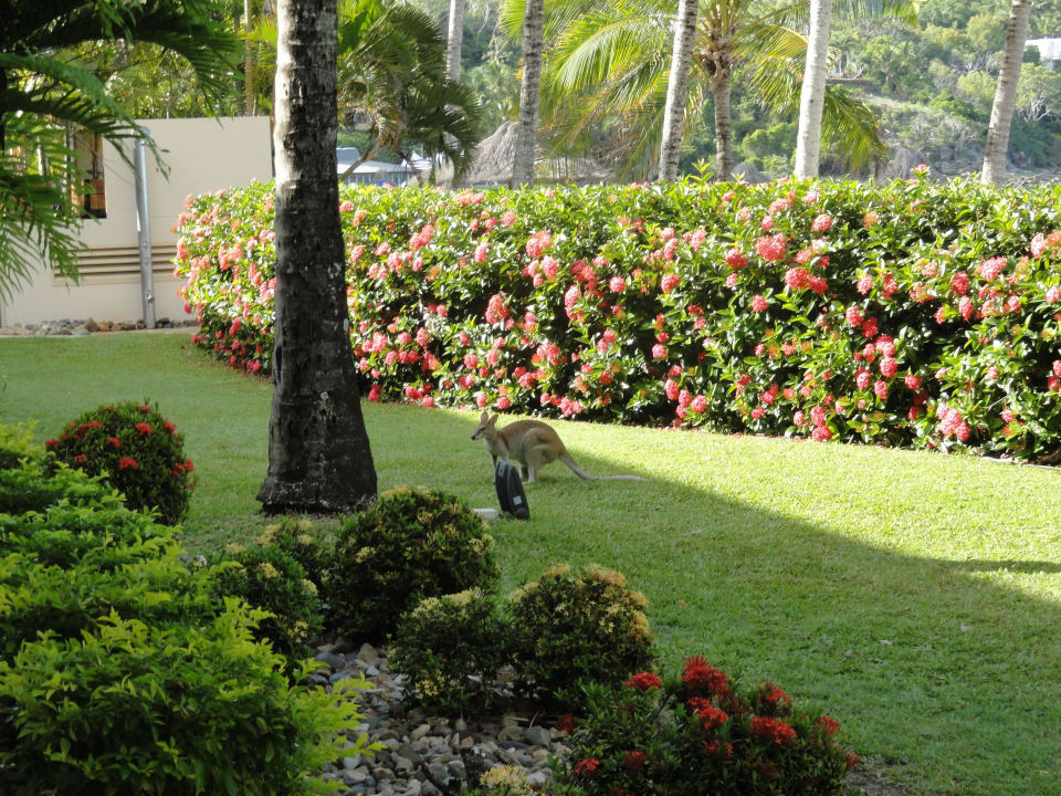 Вид из номера Hamilton Island Beach Club - Adults only