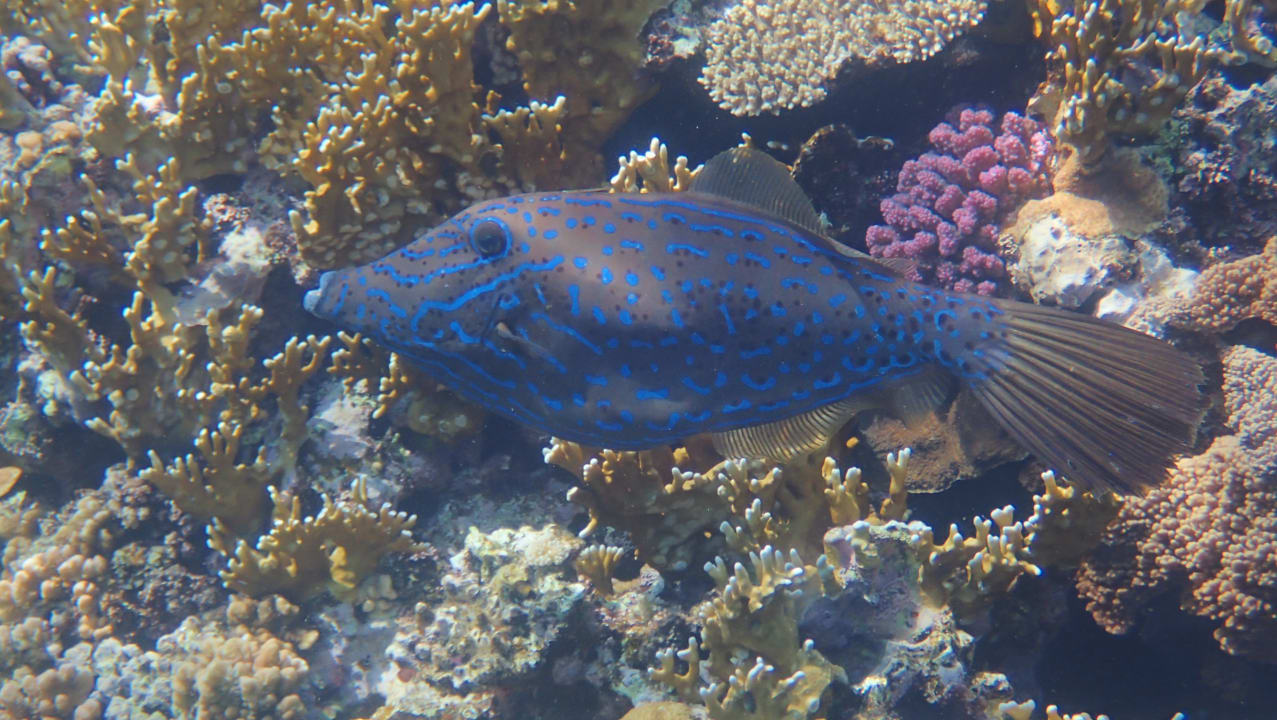 Sport & Freizeit Malikia Resort Abu Dabbab