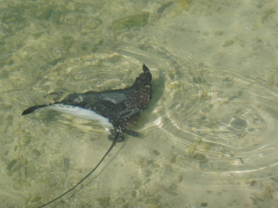 Besuch am Taucherjetty Filitheyo Island Resort