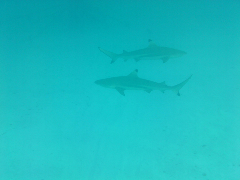 Unterwasserwelt Summer Island Maldives