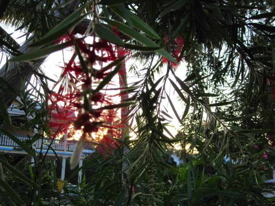 Durch die Blume Golden Express Hotel