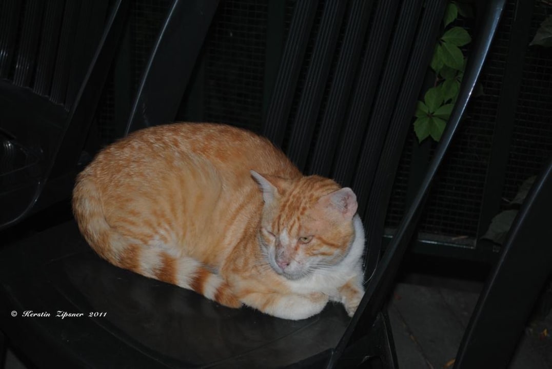 Katzen Can Garden Beach