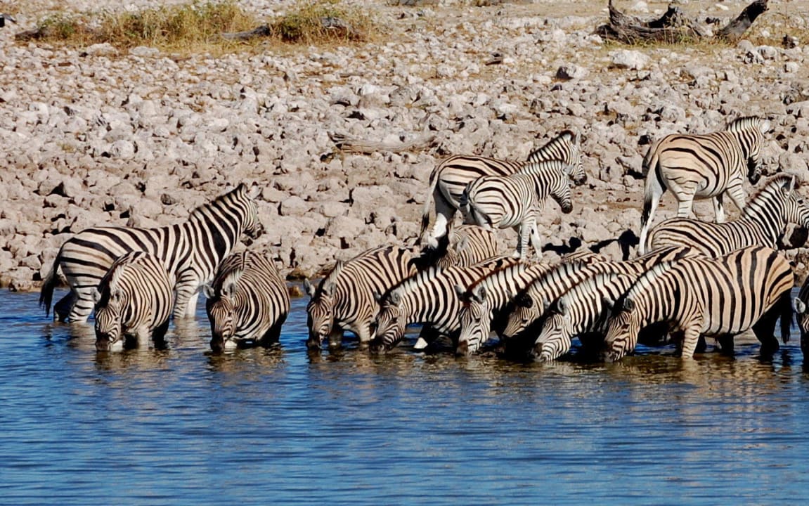 Wasserloch Okaukuejo Okaukuejo Camp